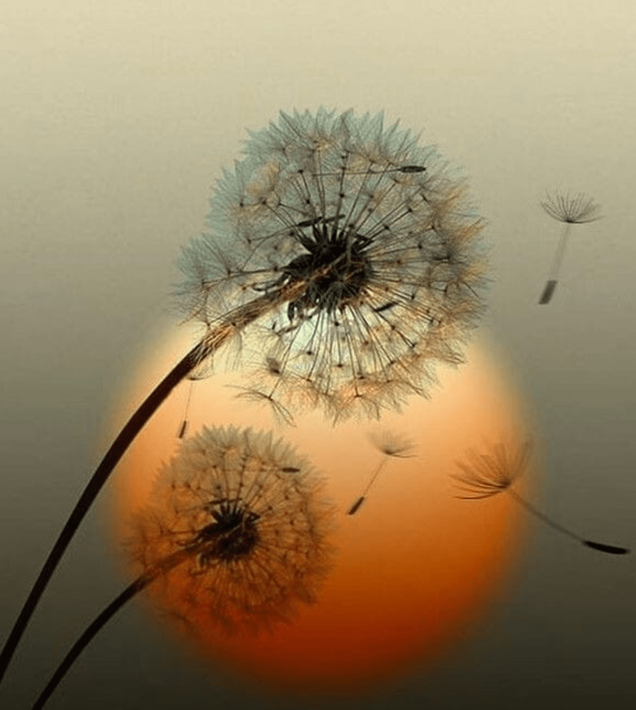 Пейзаж с одуванчиками