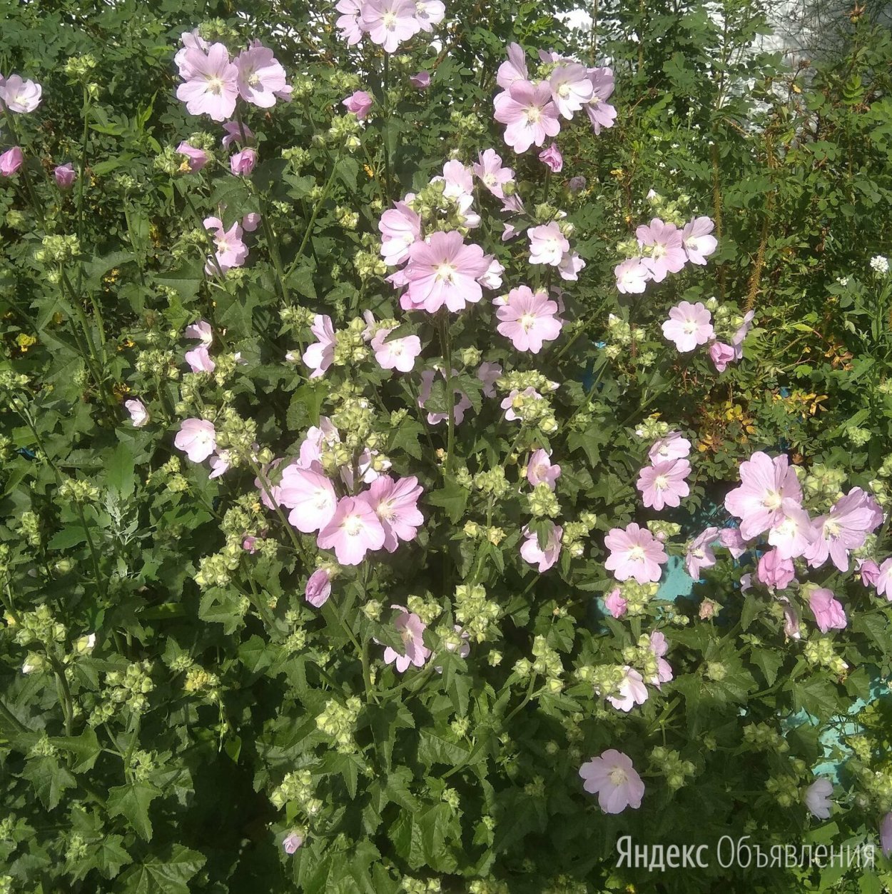 Мальва мускусная розовая