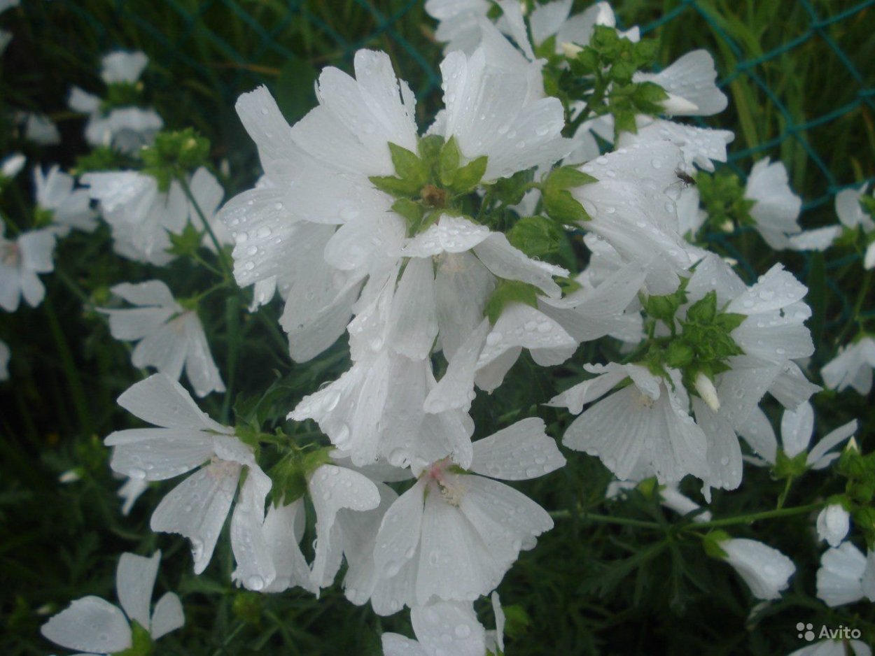 Мальва мускусная Альба