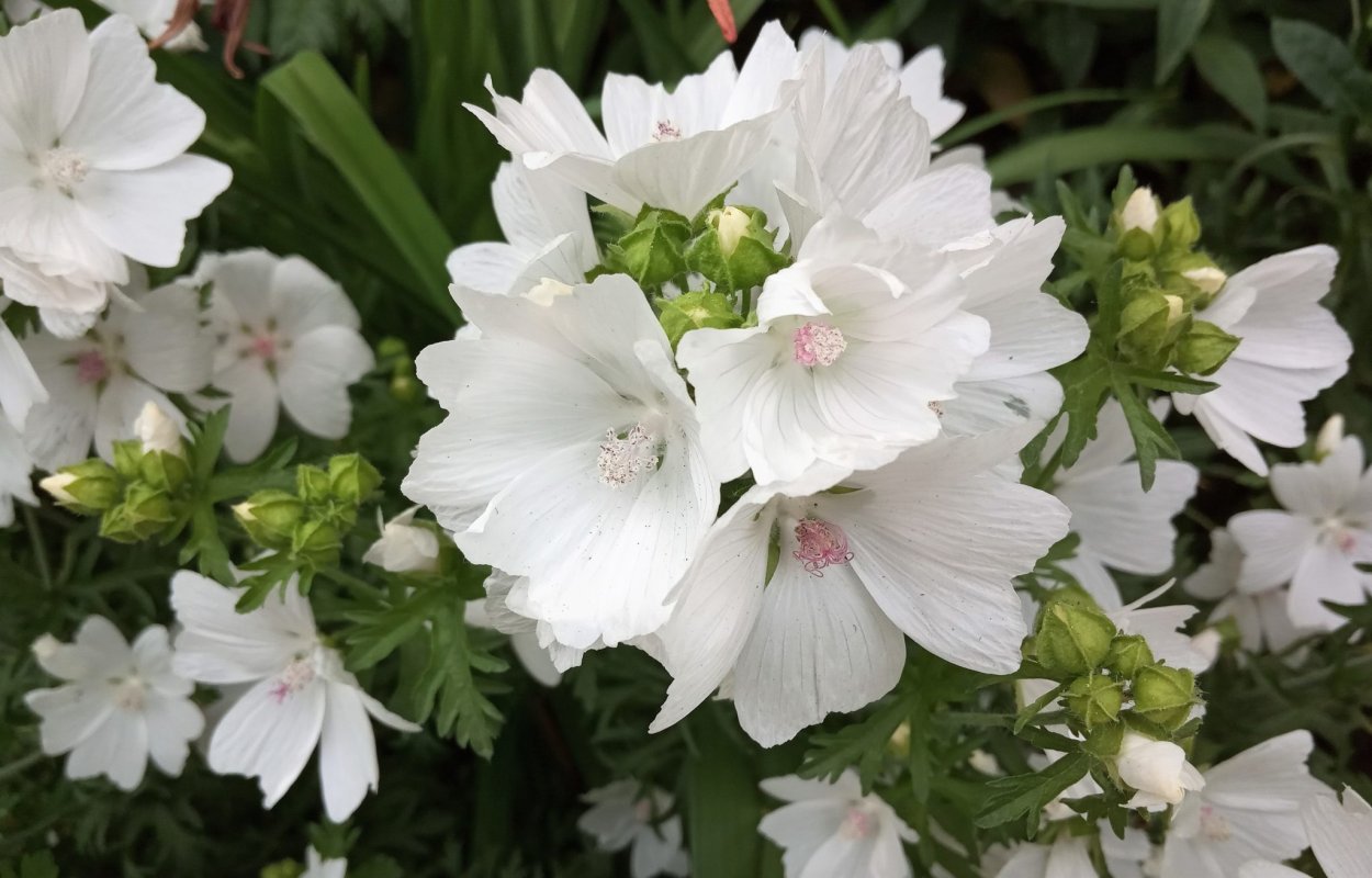 Мальва мускусная ( просвирник)