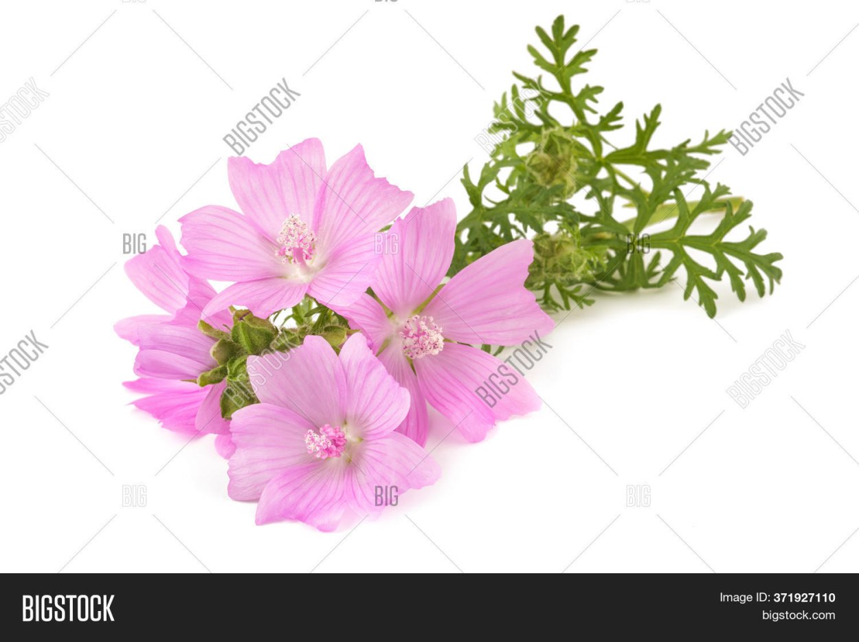 Рассада мускатной мальвы