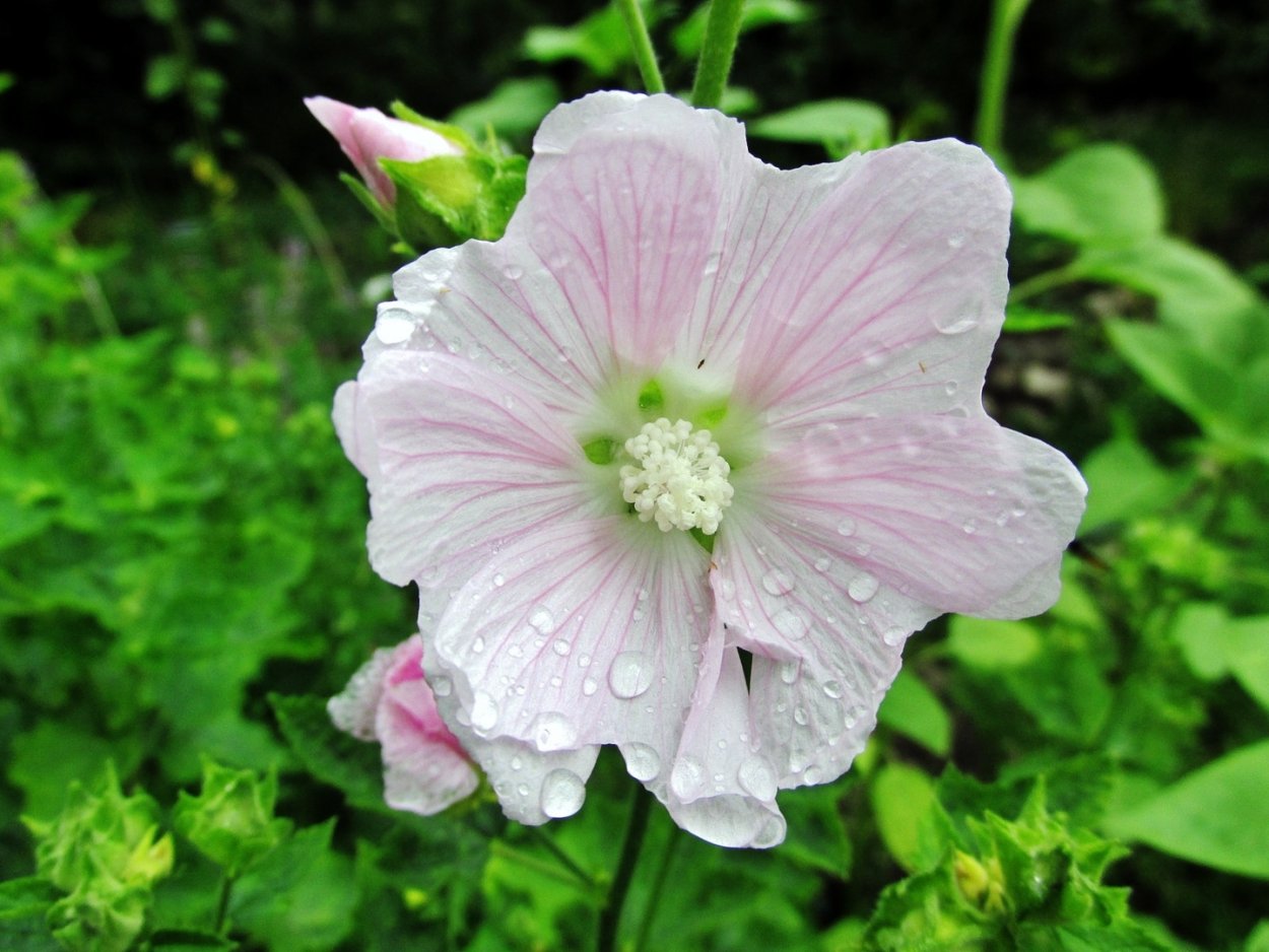 Мальва мускусная многолетняя