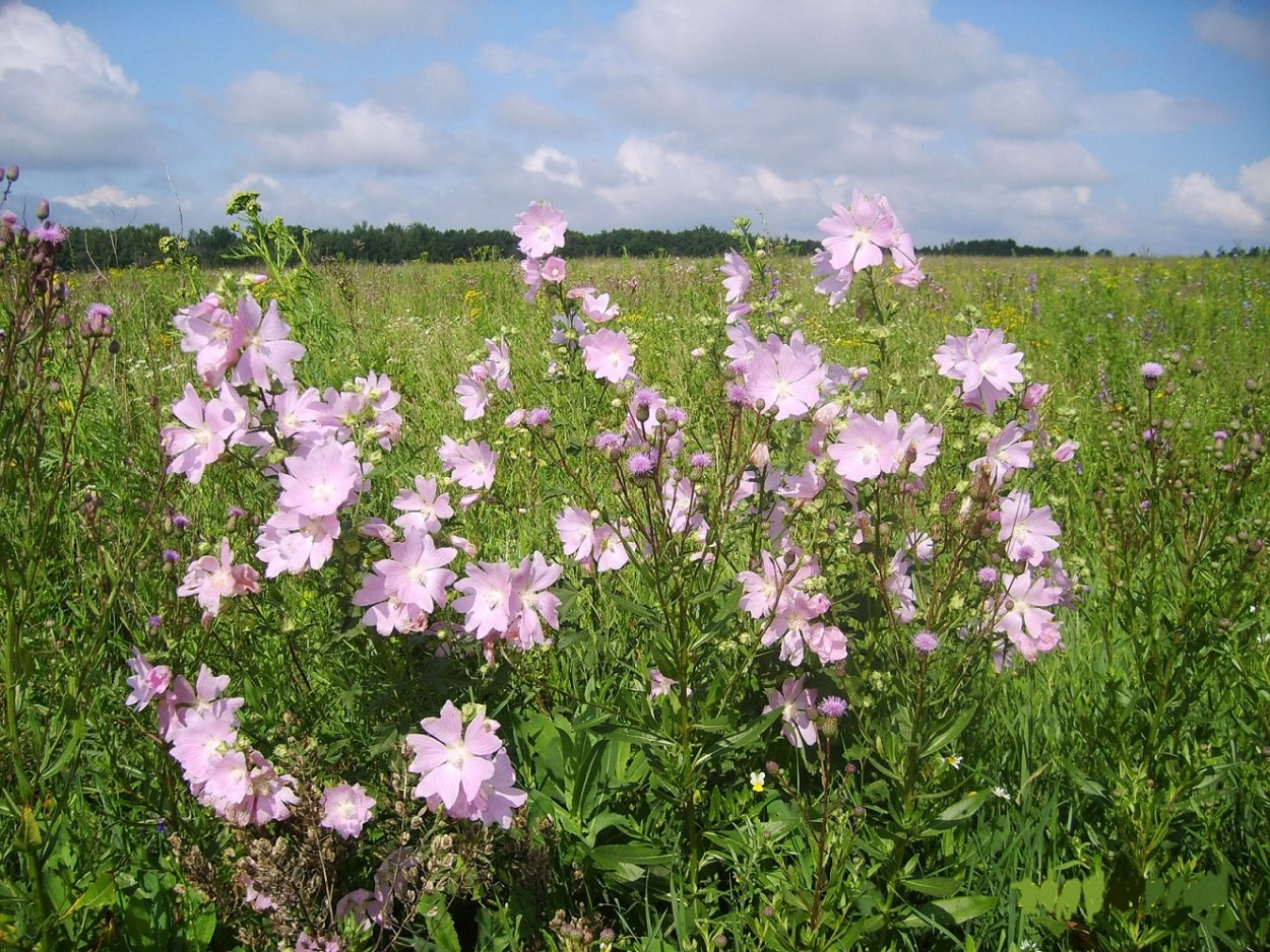 Мальва мускусная Альба