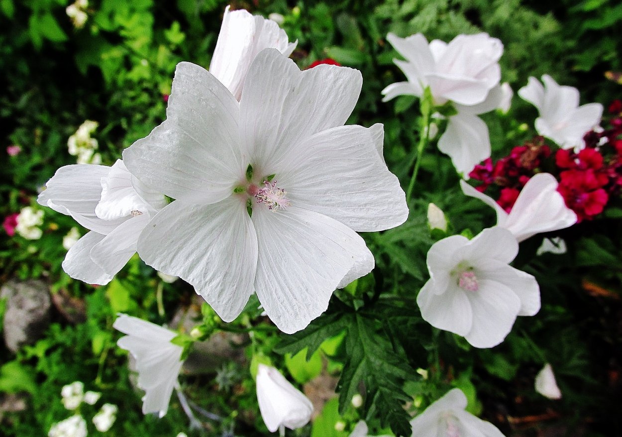 Мальва белая невеста