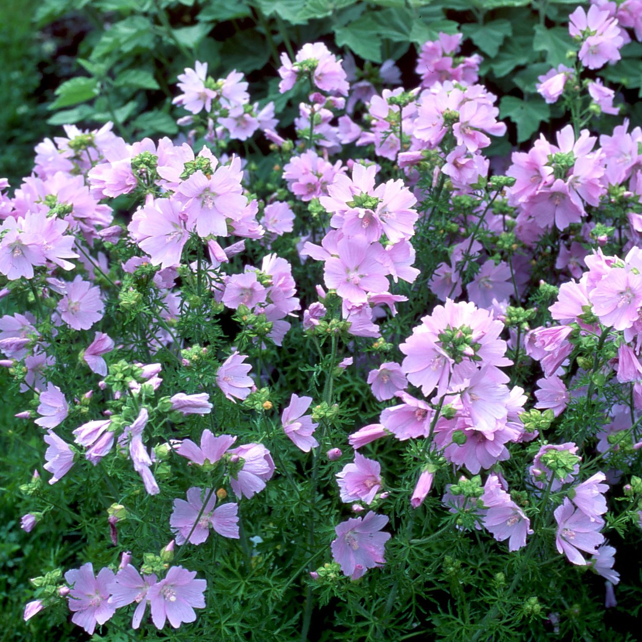 Мальва мускусная ( просвирник)