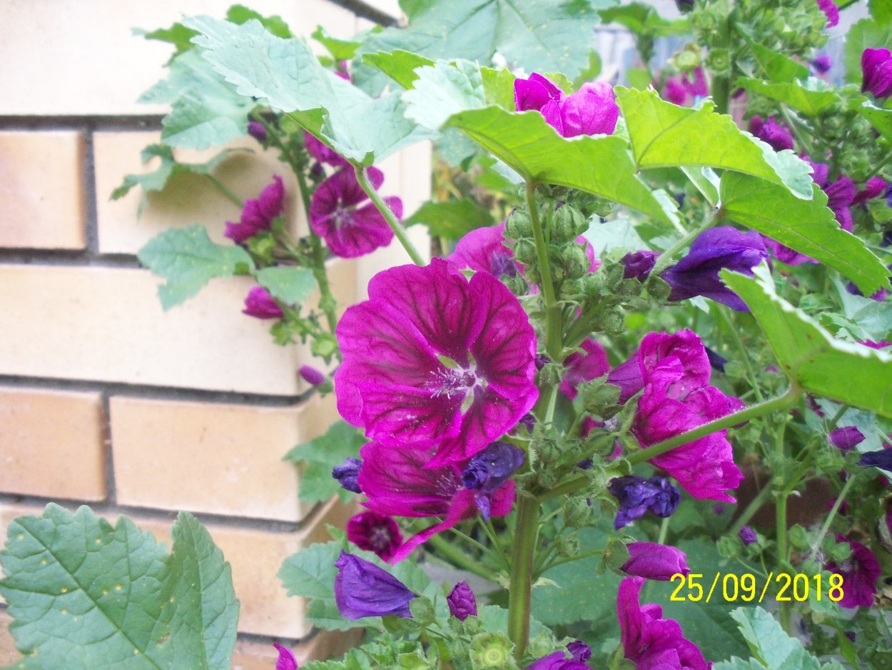 Мальва мосчата