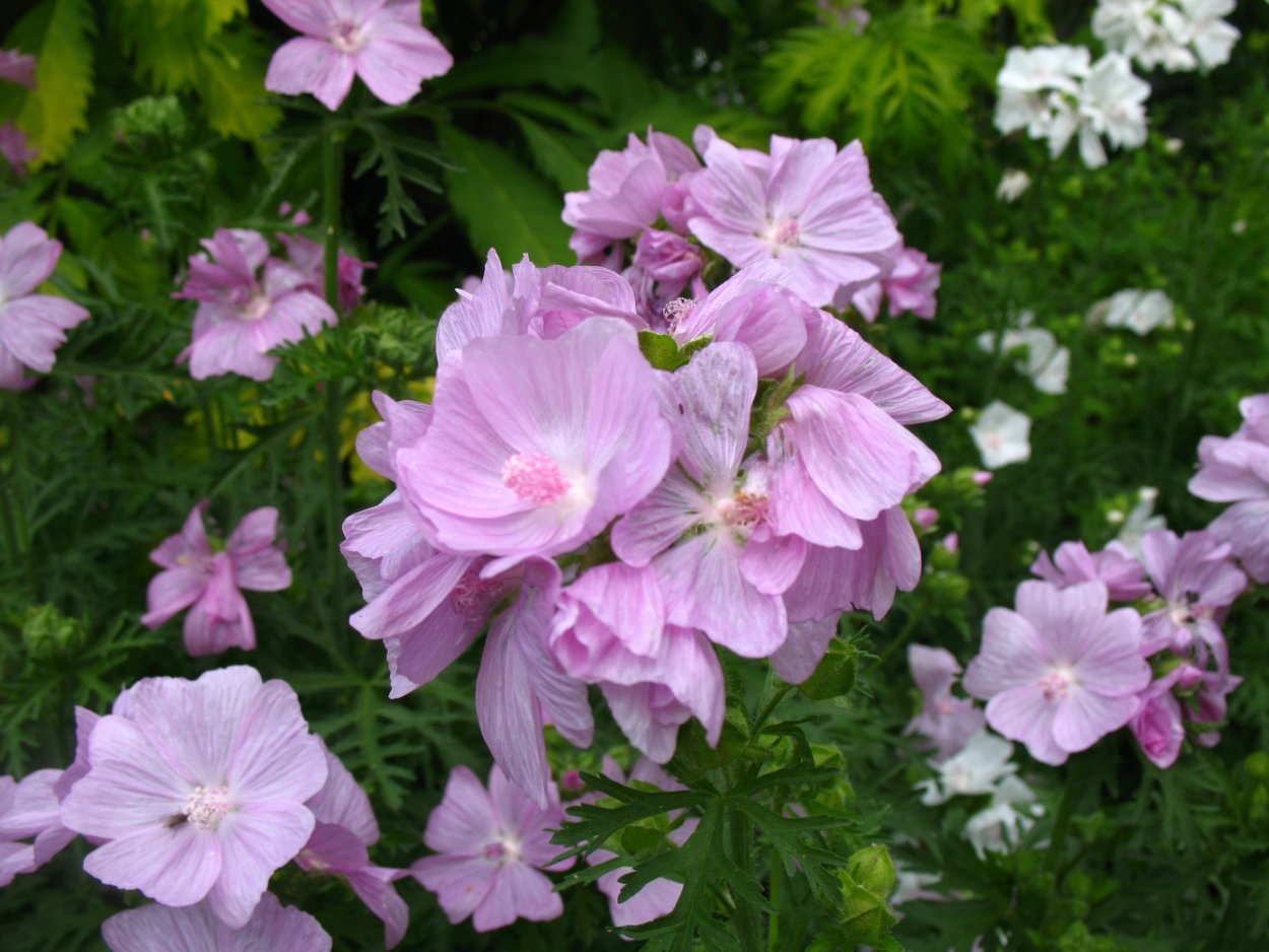 Мальва мускусная rosea