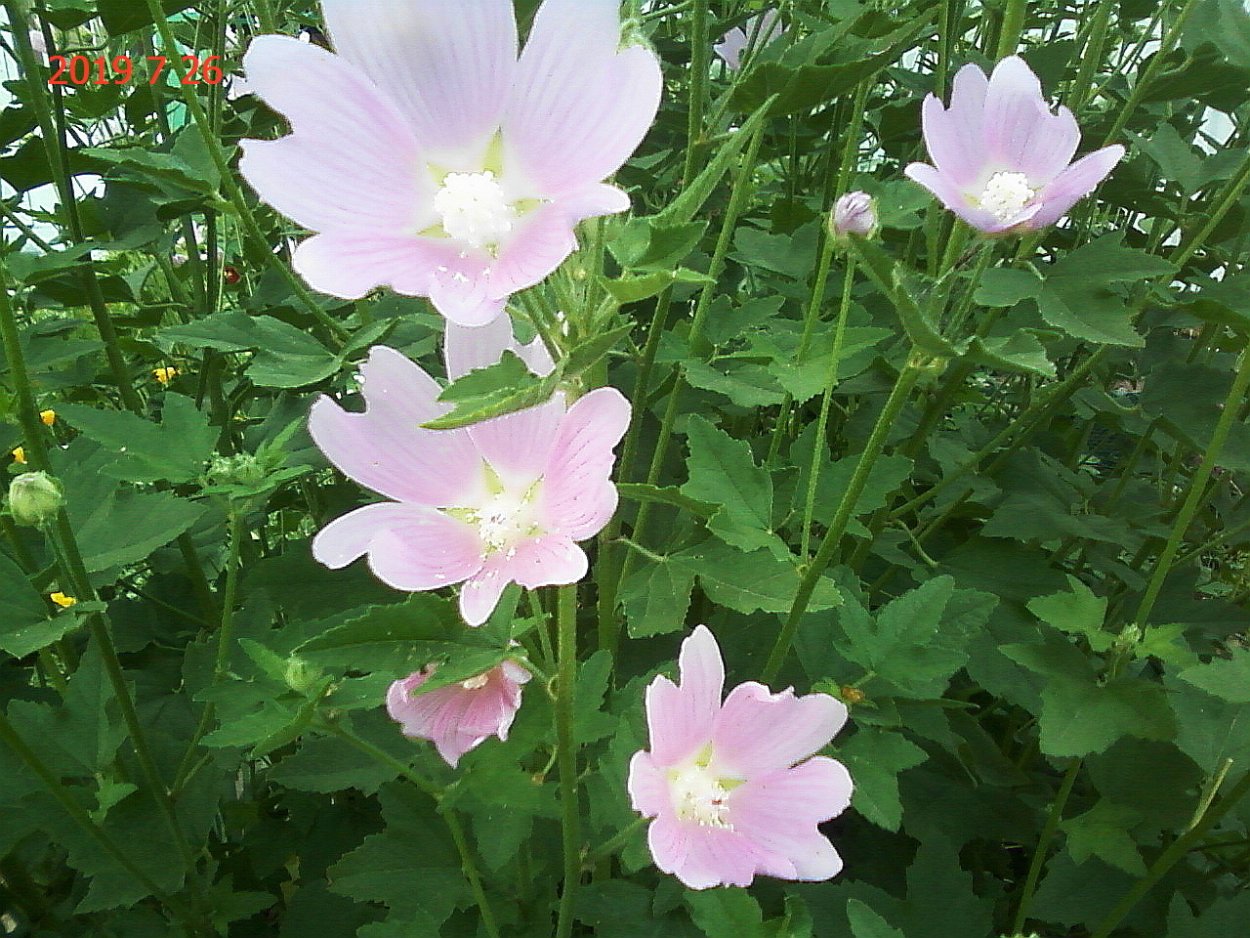 Мальва мосчата