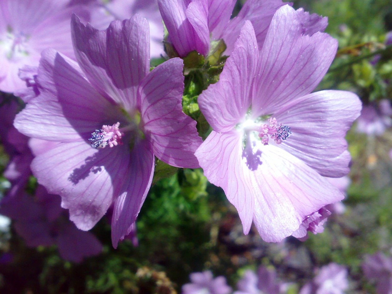 Мальва мускусная Альба