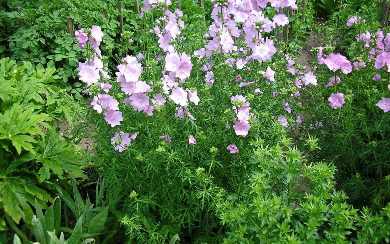 Мальва мускусная розовая башня