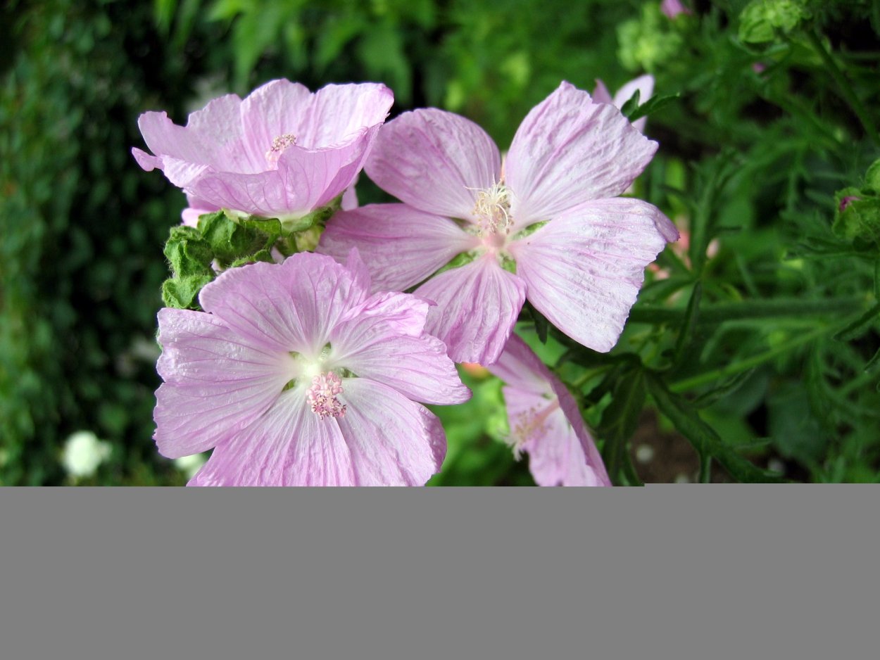 Сидальцея орегана бриллиант