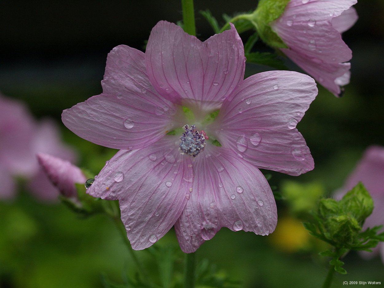 Мальва мускусная (Málva móschata)