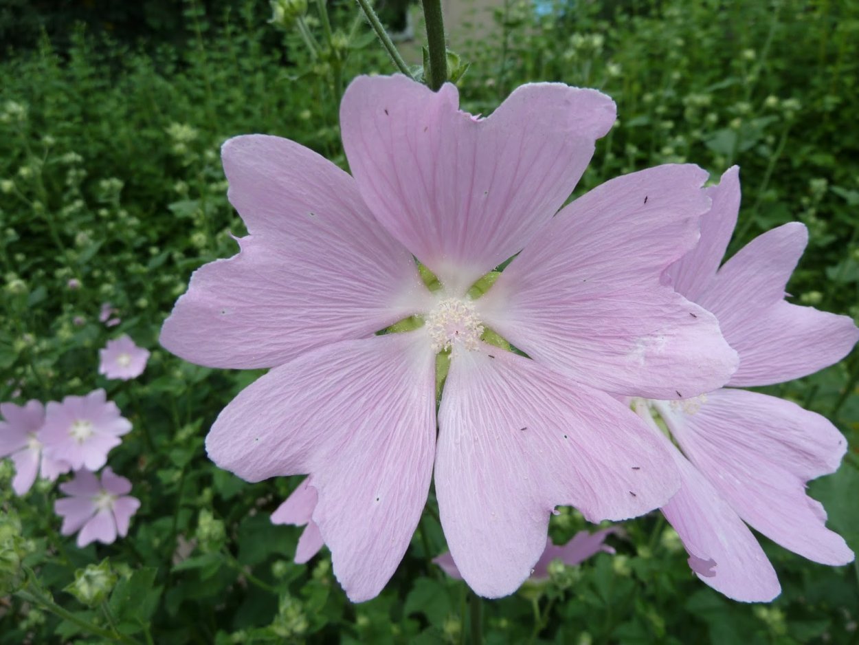 Цветки мальвы