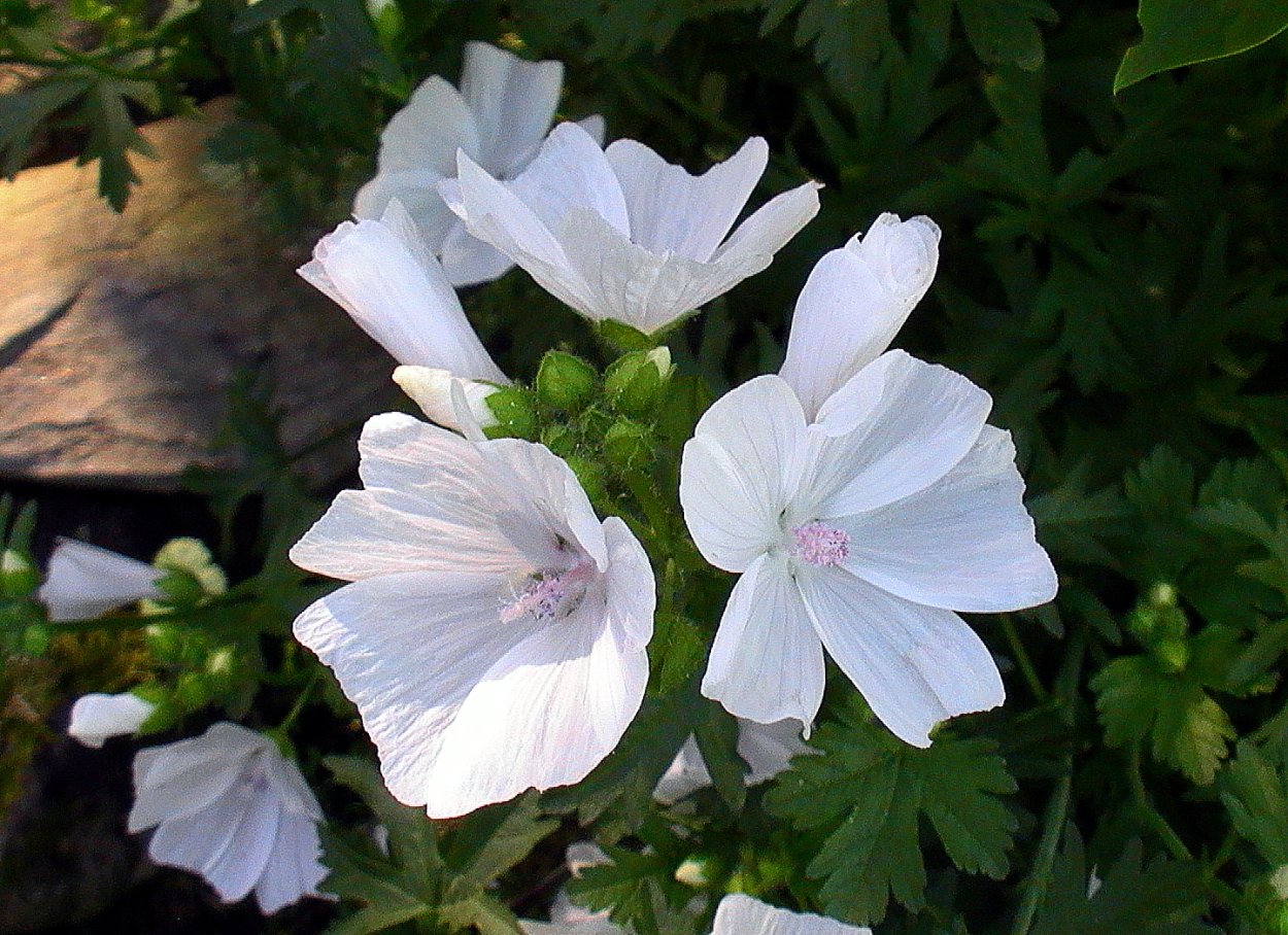 Мальва мускусная в квартире