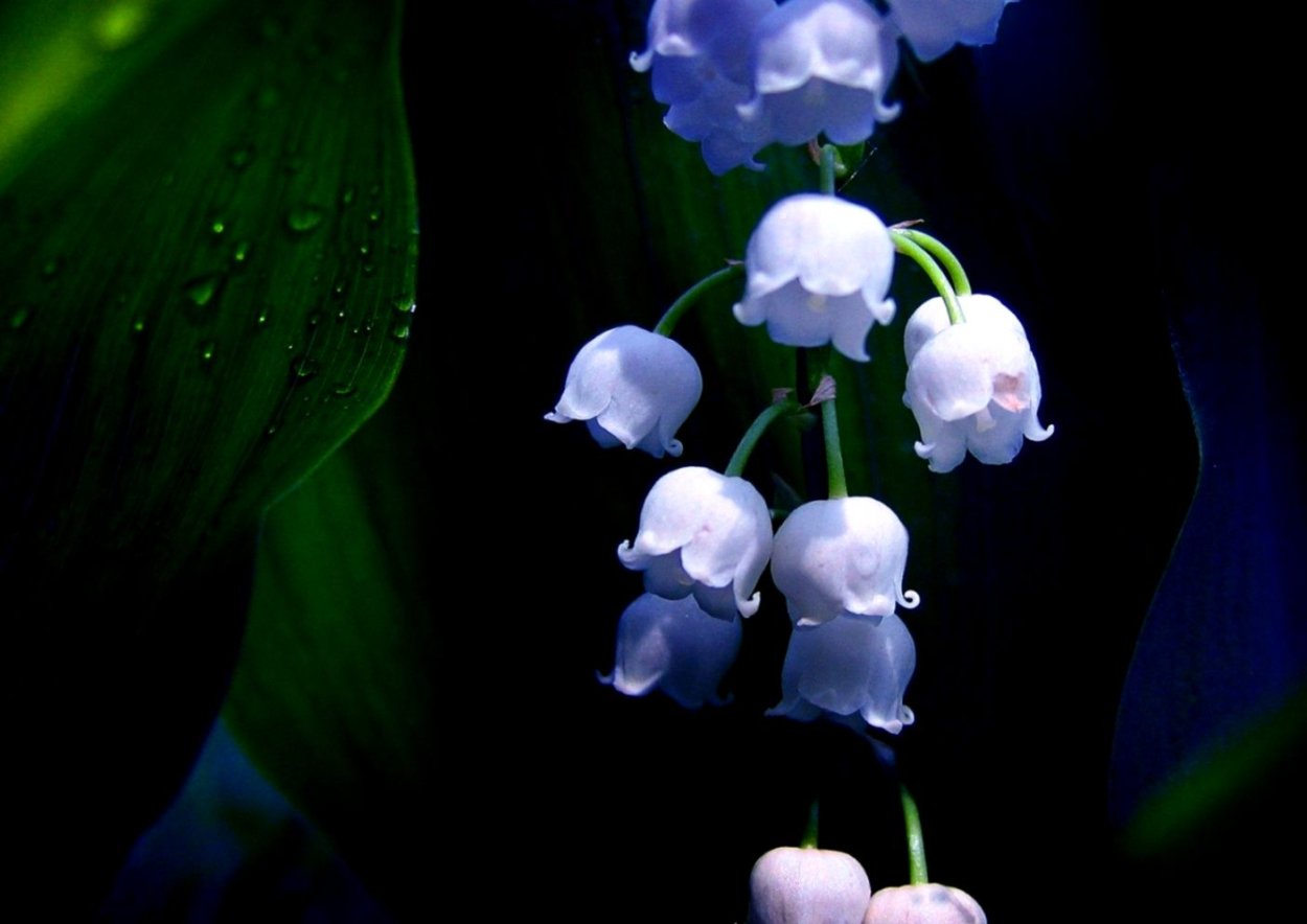 Незабудка в горшке