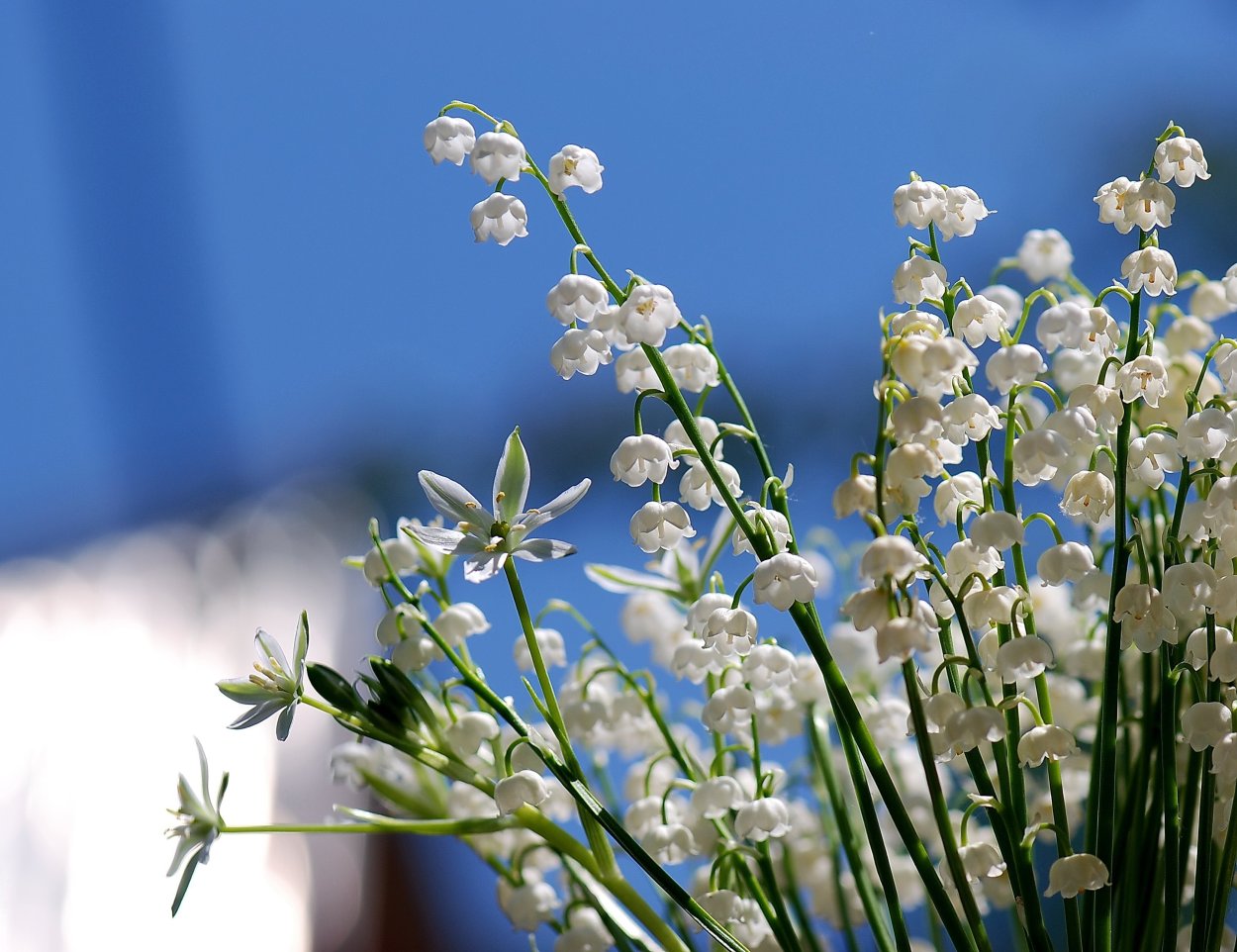 Ландыши на синем фоне