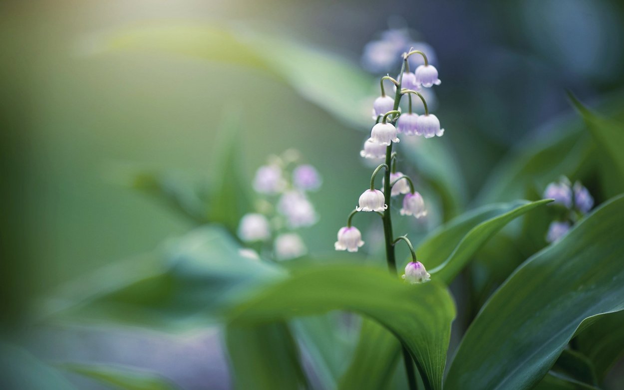 Поляна ландышей