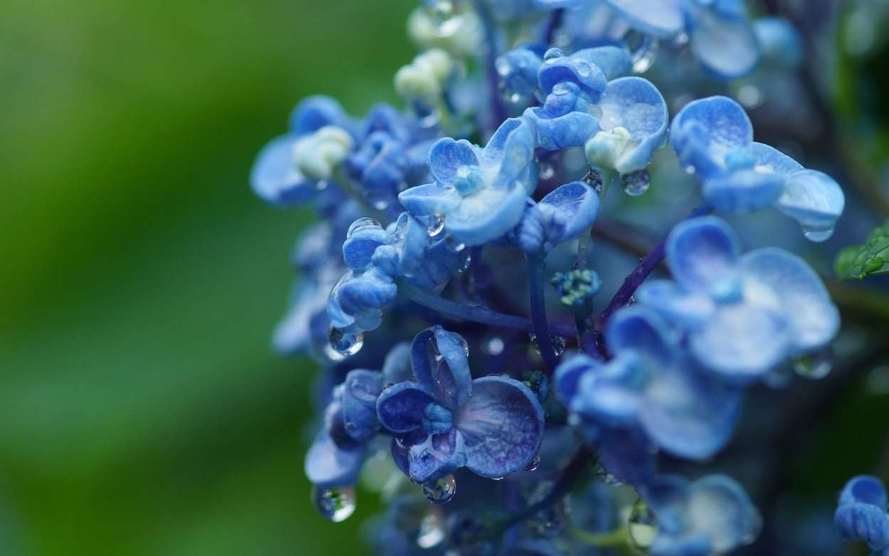 Картинки для декупажа незабудки