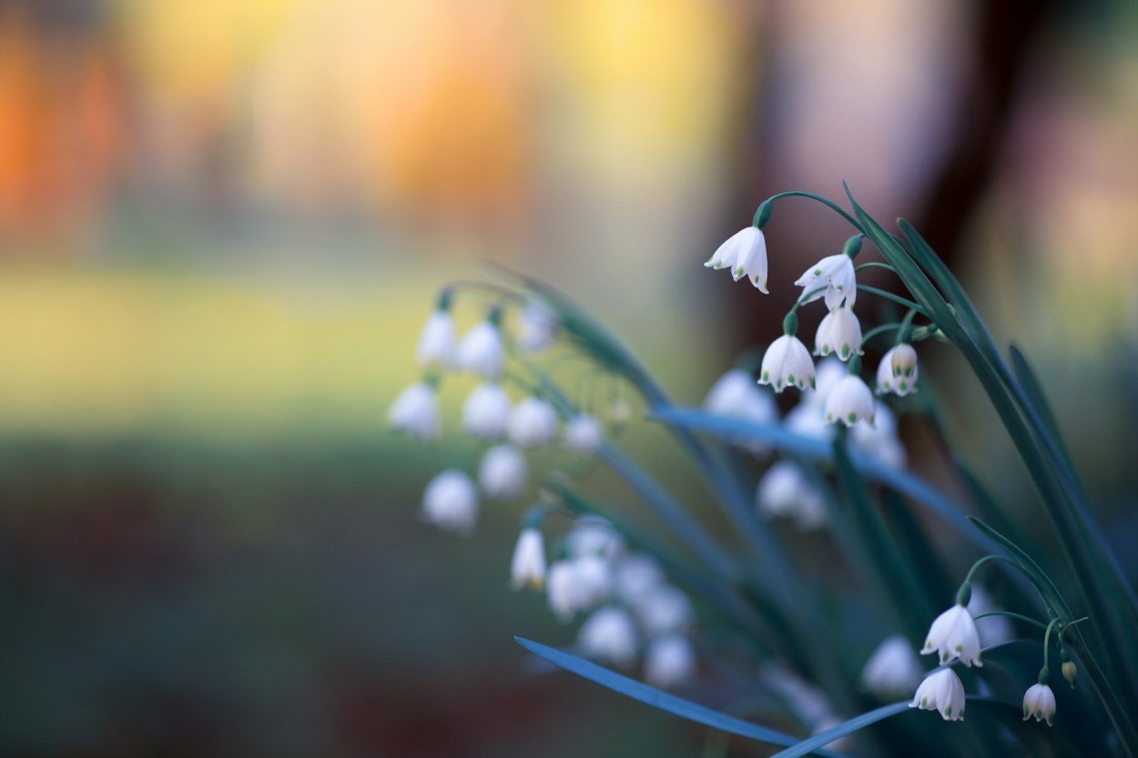 Ландыши и незабудки