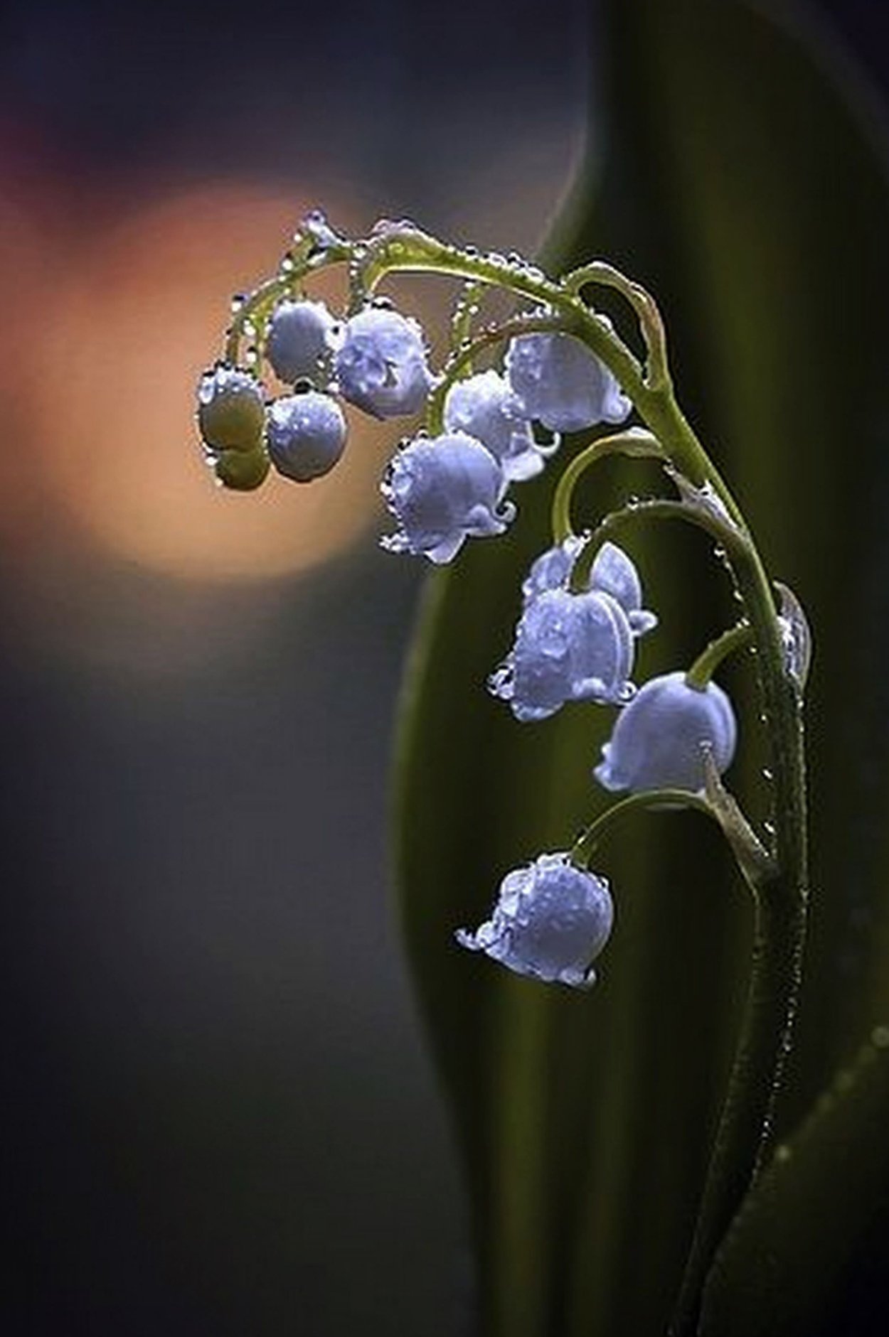 Синие Ландыши