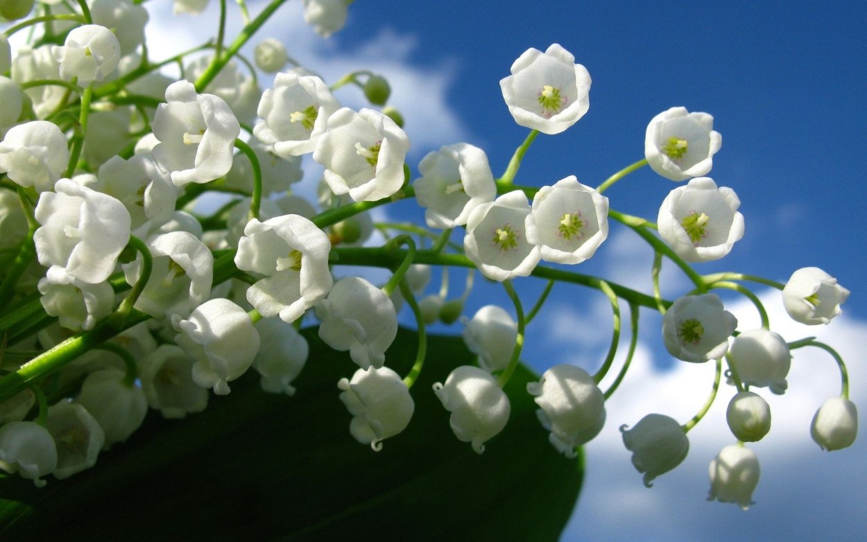 Поляна ландышей