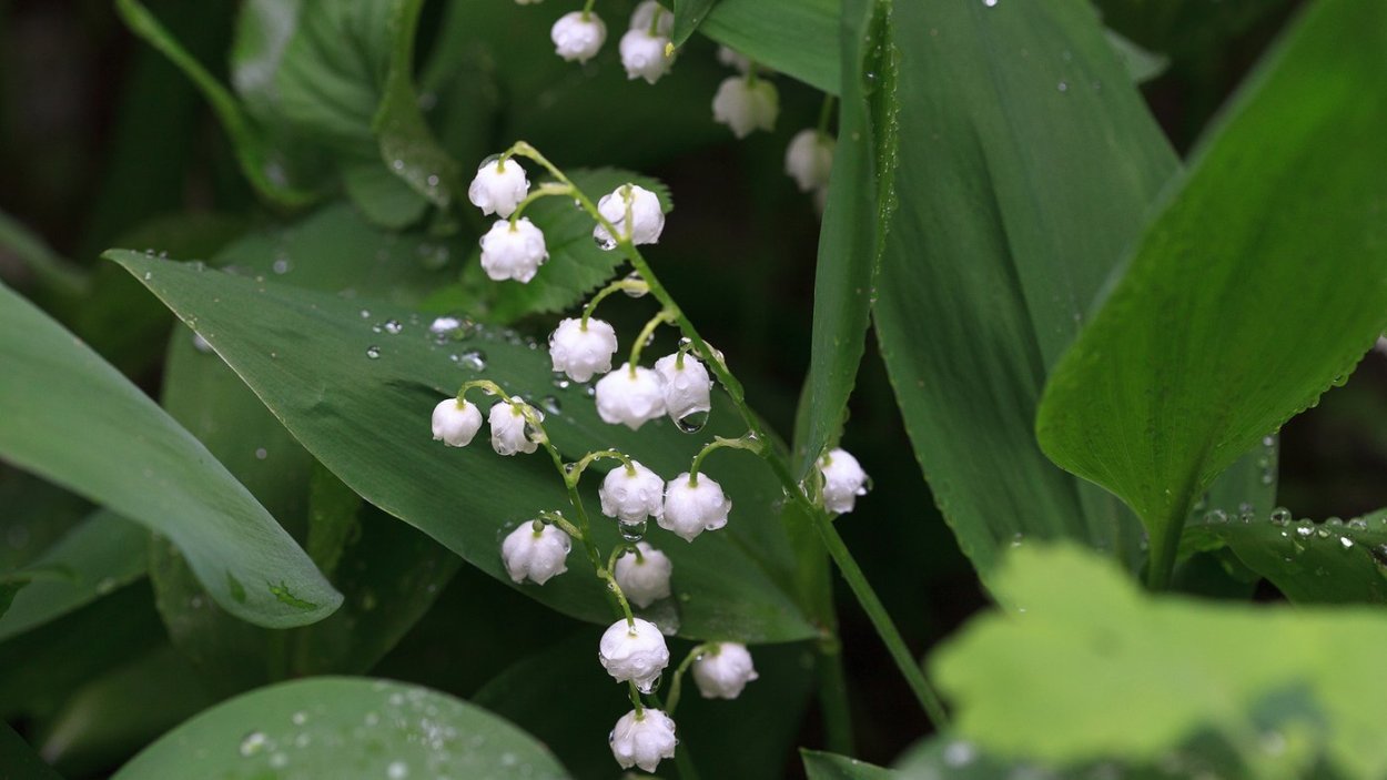 Ландыш Майский prolificans