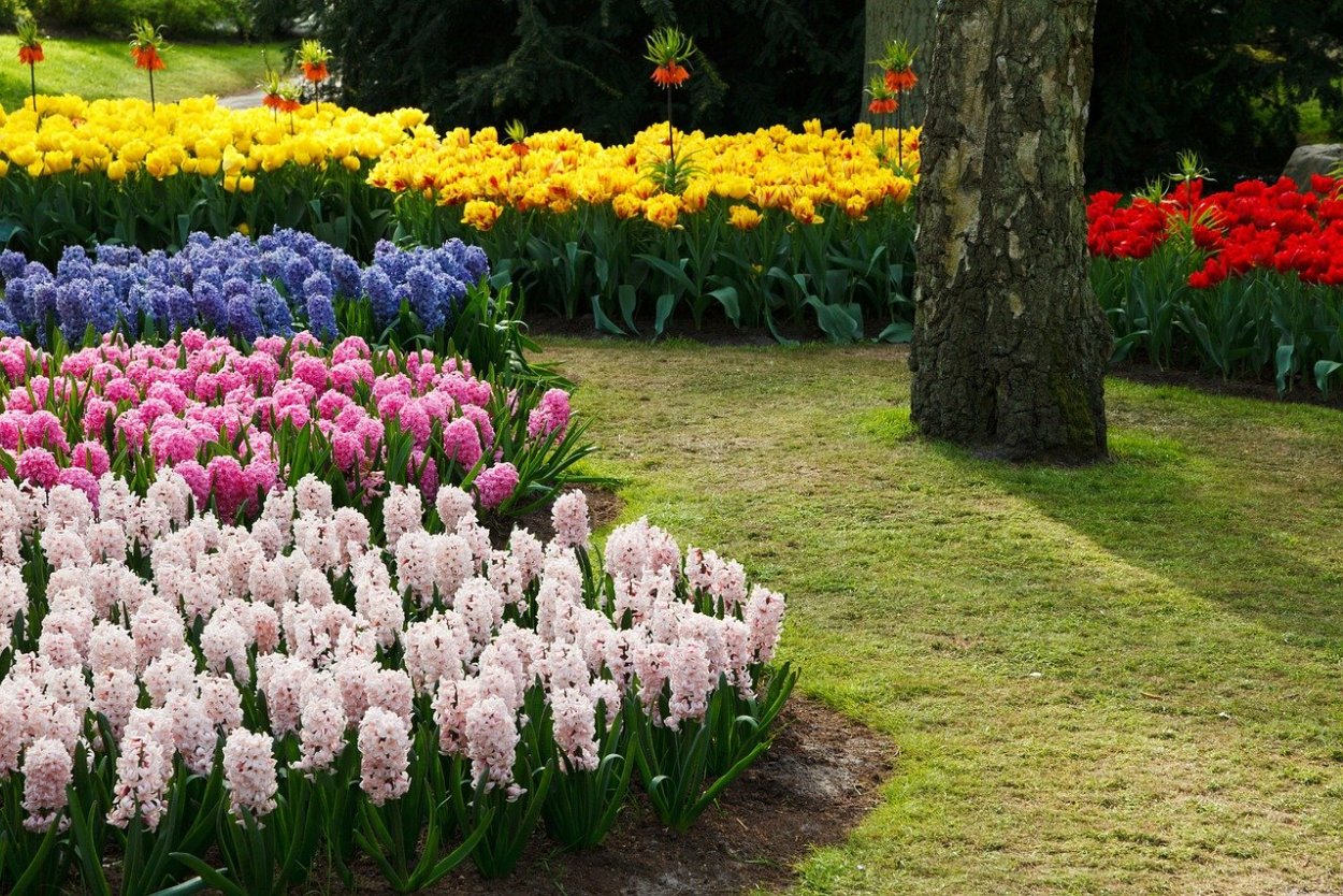 Тюльпаны в миксбордере