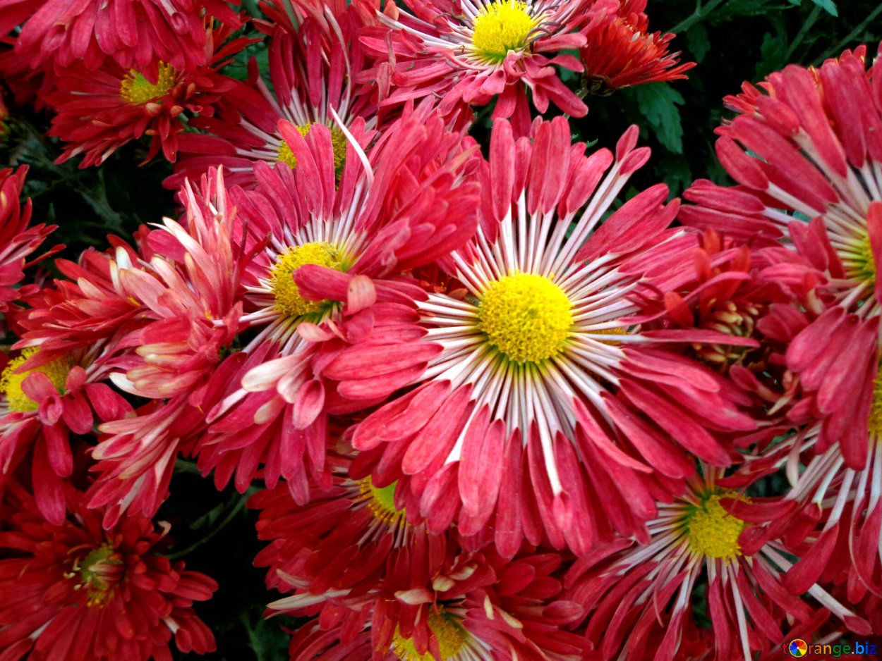 Хризантема корейская Хризантема Мариэтта.