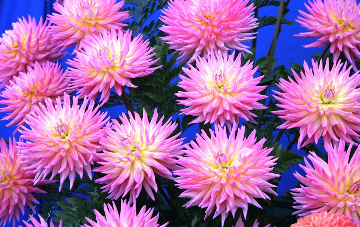 Хризантема Розея