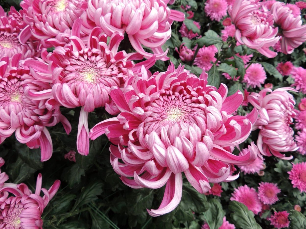 Хризантема корейская Светланка