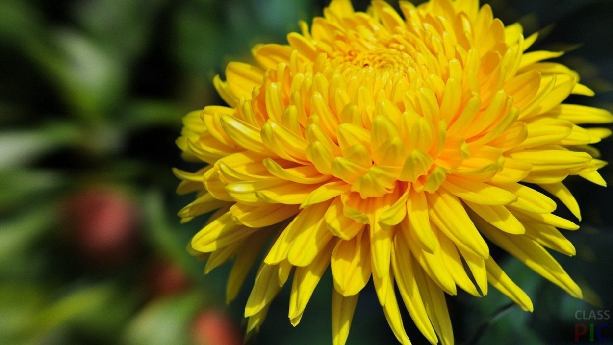 Yellow Strike Хризантема