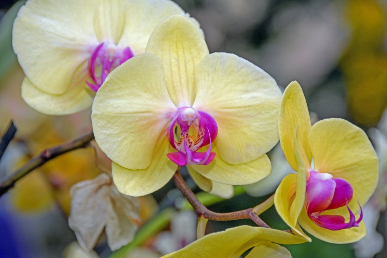 Фаленопсис Yellow Kizz