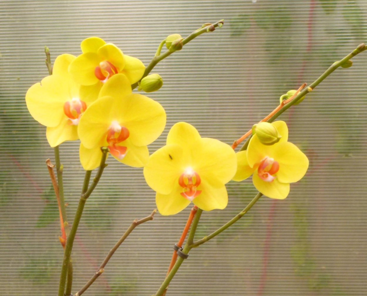 Жёлтая Орхидея фаленопсис