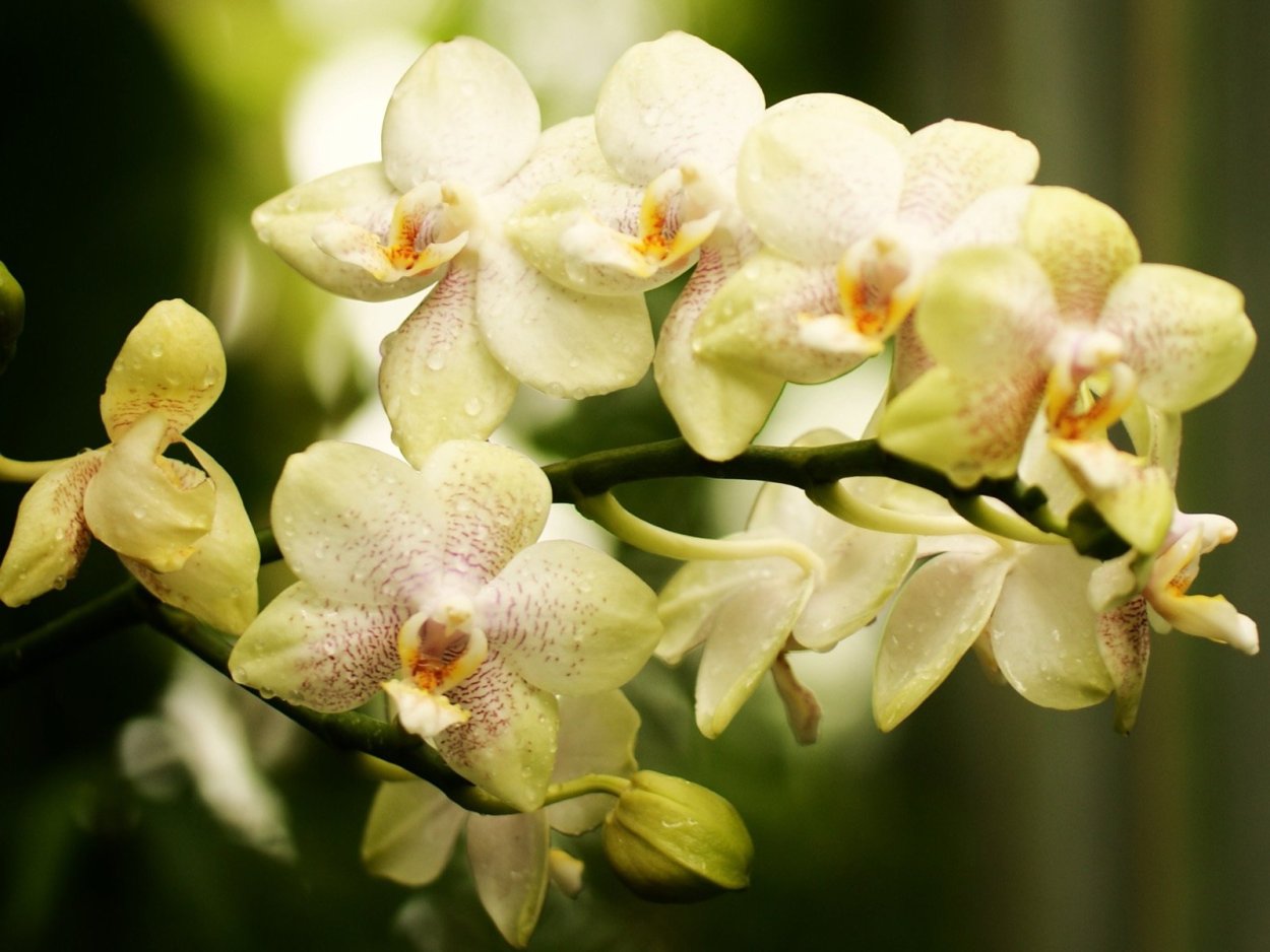 Бежевая Орхидея