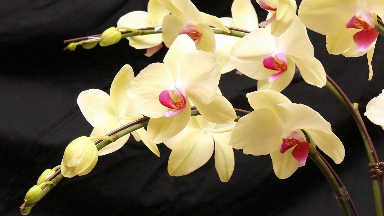 Фаленопсис Юкка Орхидея