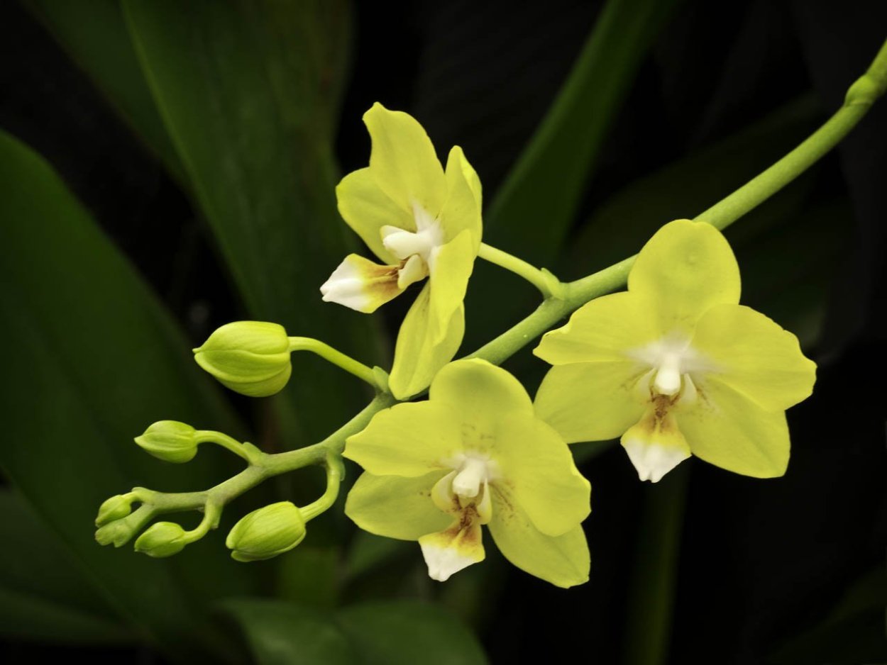 Фаленопсис Кассия