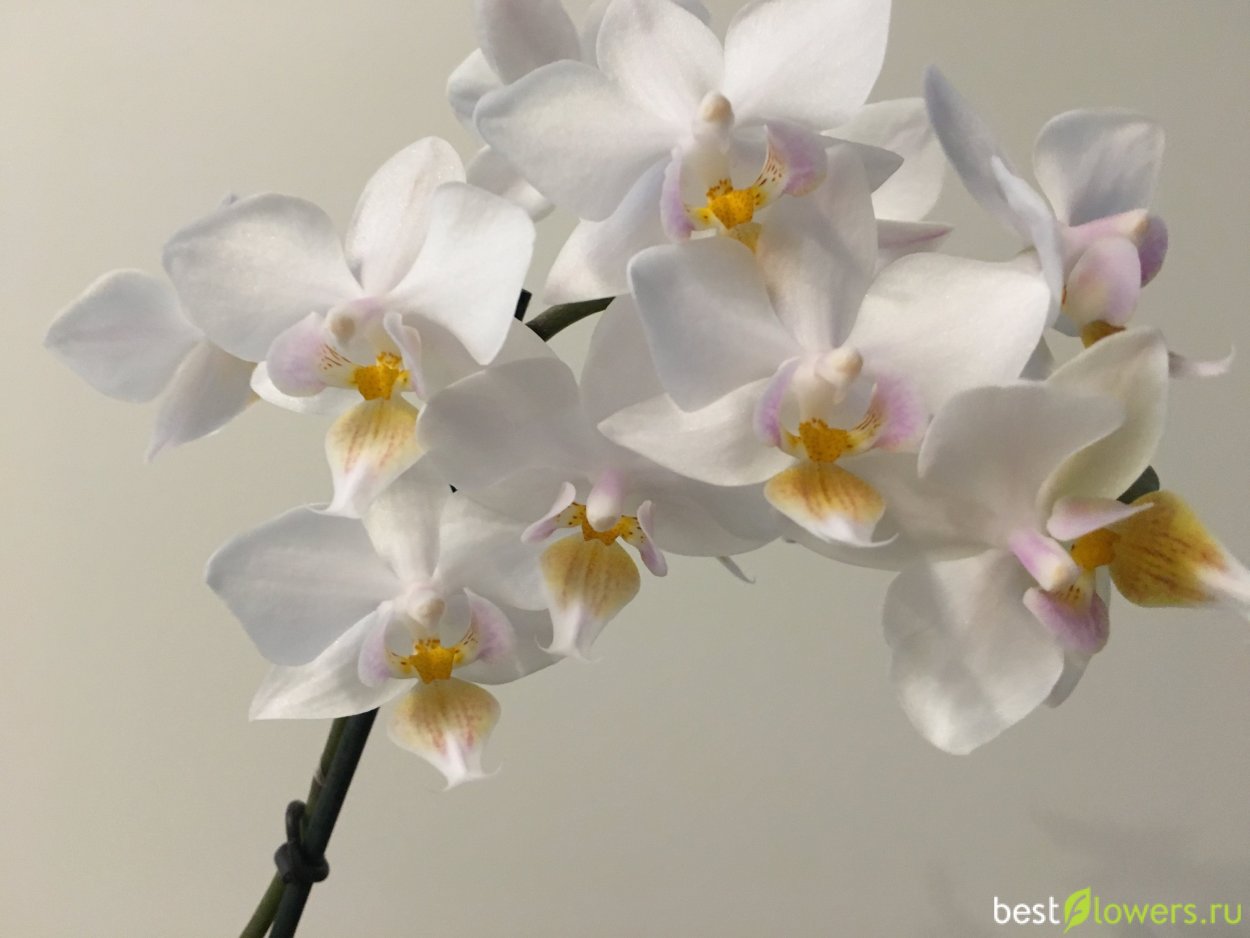 Желтая мультифлора Орхидея