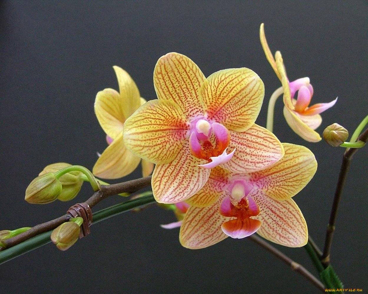 Фаленопсис Лаймлайт