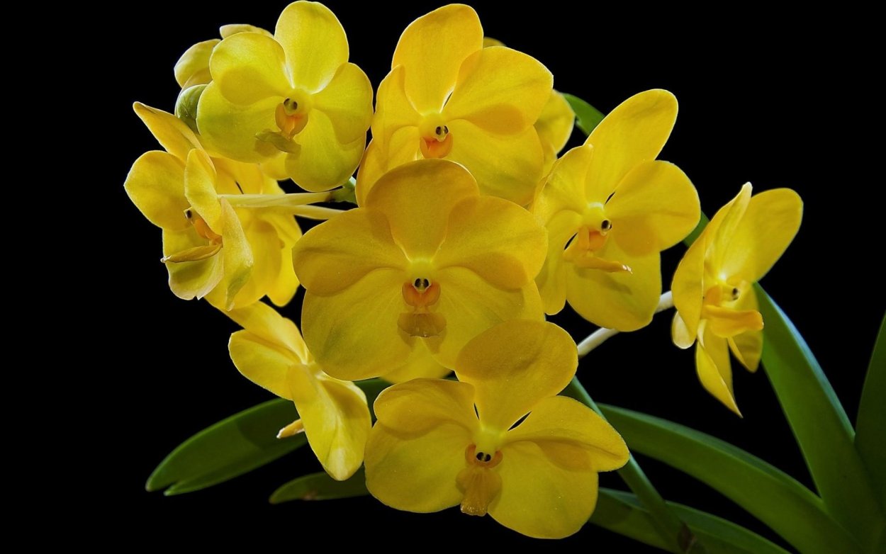 Орхид Йеллоу