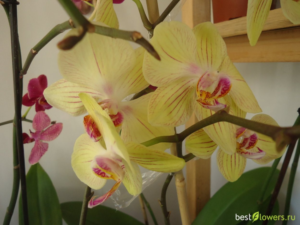 Фаленопсис Yellow Blossom