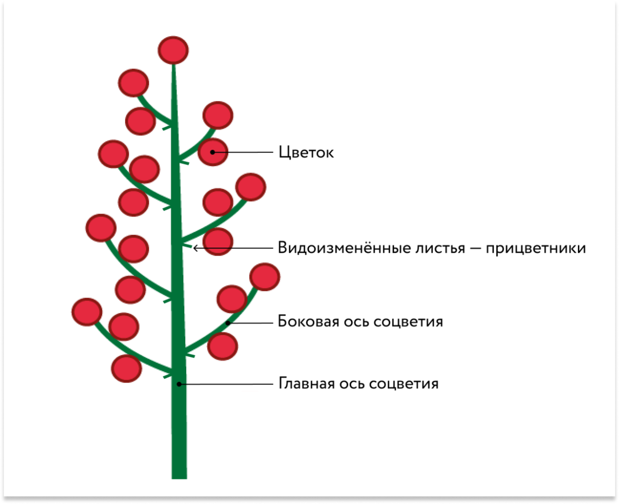Таблица соцветия название схема