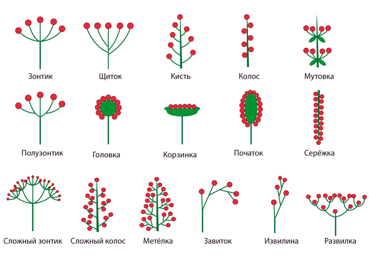 Соцветие метелка схема