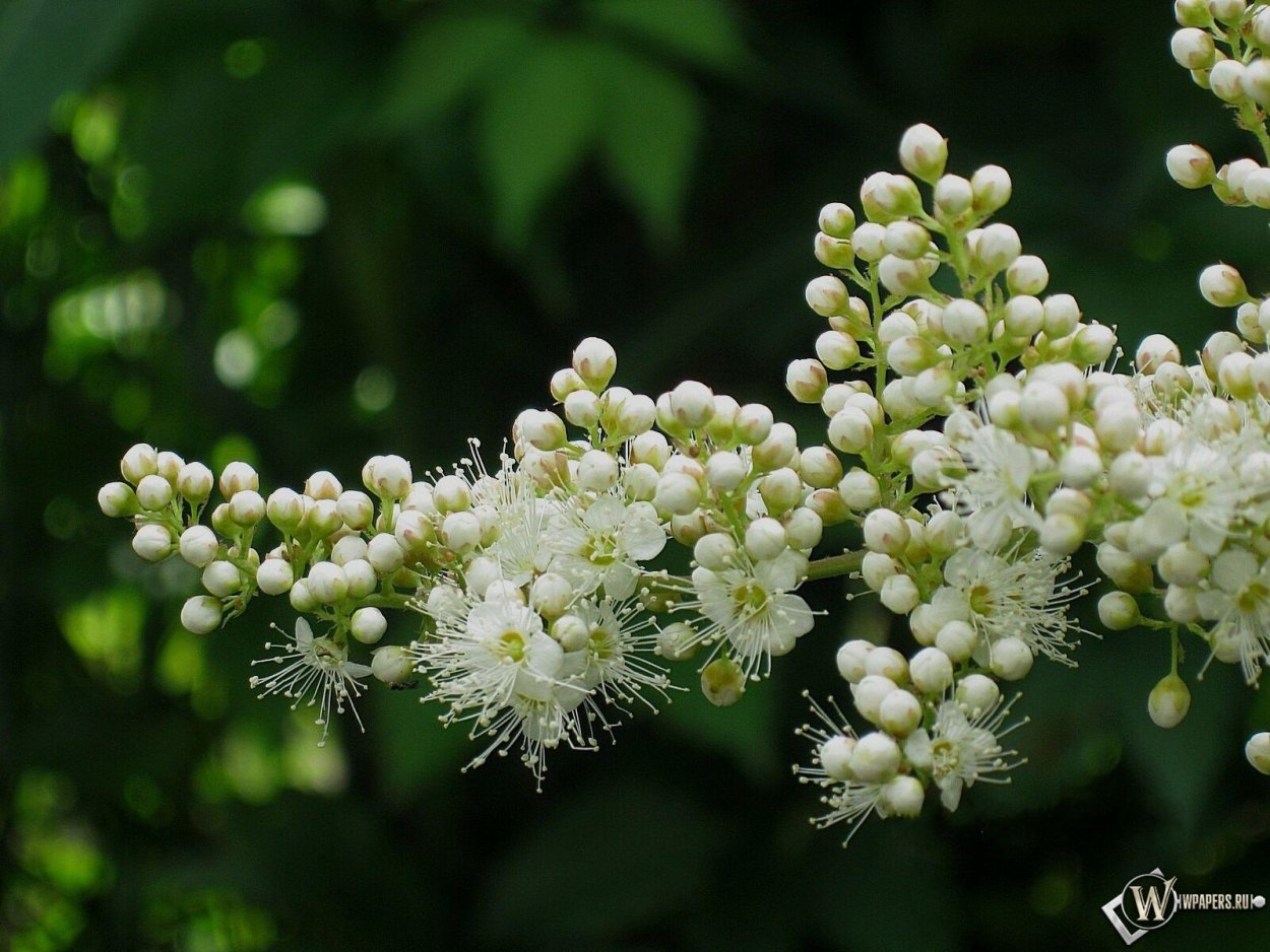 Семейство Мотыльковые соцветие