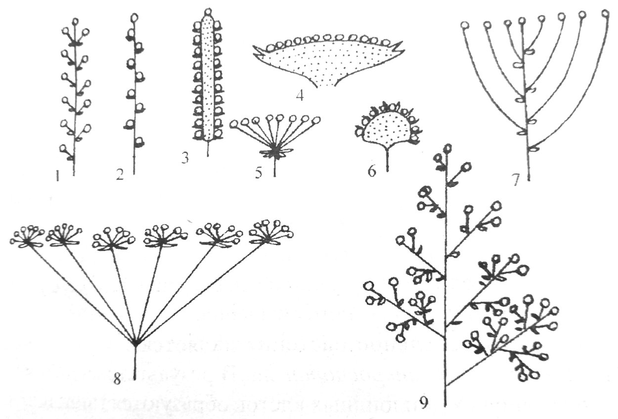 Растения с разными типами соцветий