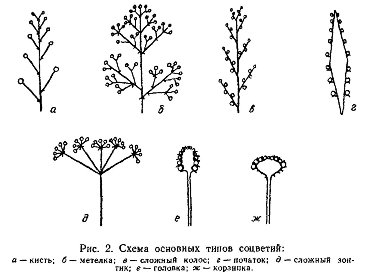 Фрондозное соцветие