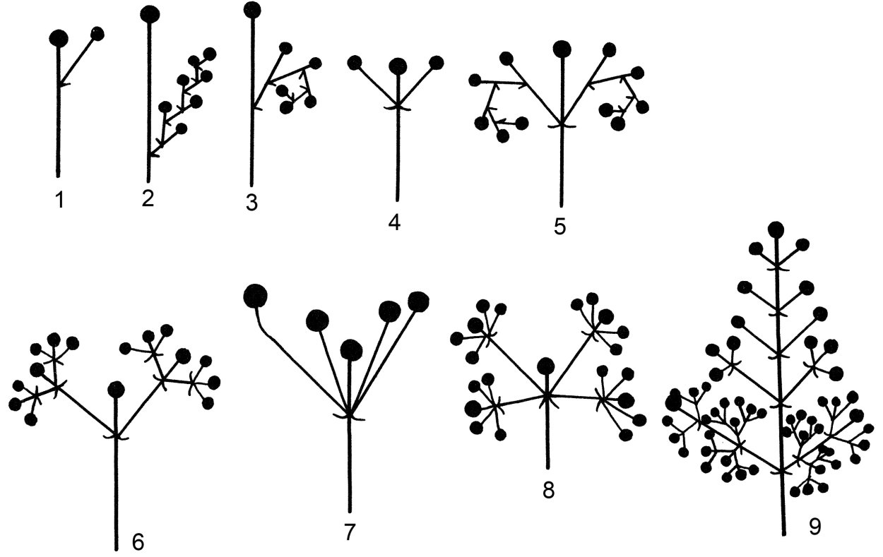 Растения с соцветием кисть