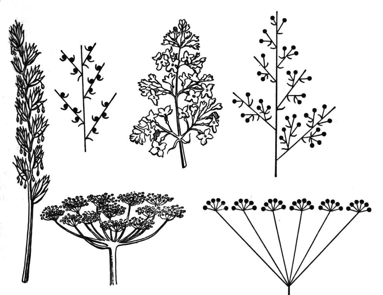 Монохазий дихазий плейохазий