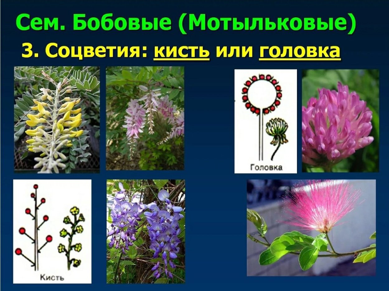 Соцветия растений