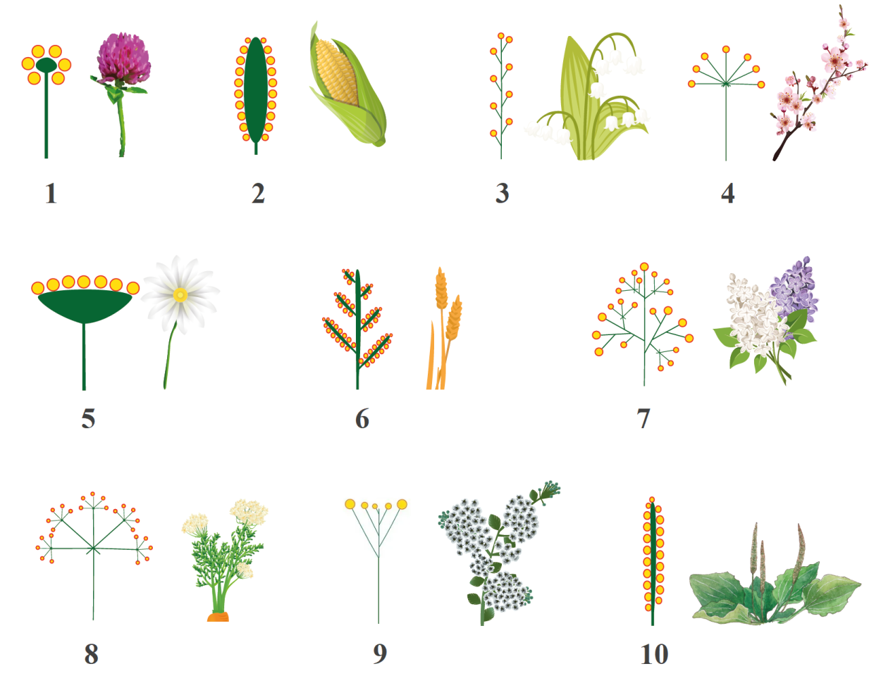 Фрондозные соцветия