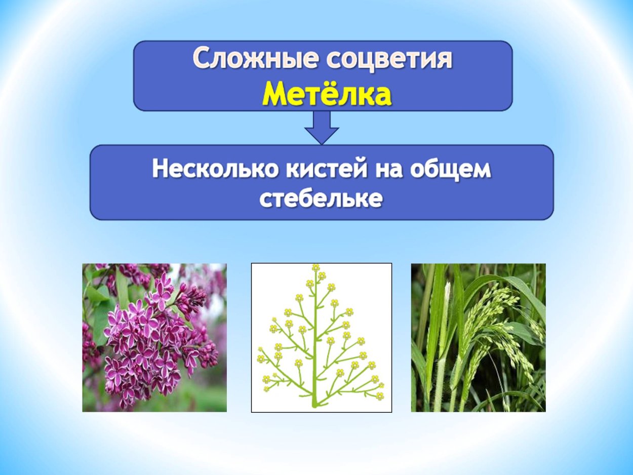 Класс линейные соцветия. Соцветие. Разнообразие соцветий. Соцветия 6 класс. Сложные соцветия.